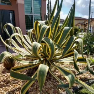 5 Agave Americana Century Plant Variegate Pups, 3-5 Inches Tall