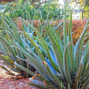 6 Agave Vilmoriniana Pups Bulbils Octopus Agave Live Plants ,3-5 Inches Tall