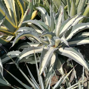 White Stripe Century Plant - Agave Americana 'Mediopicta’ In 6 Inch Pot