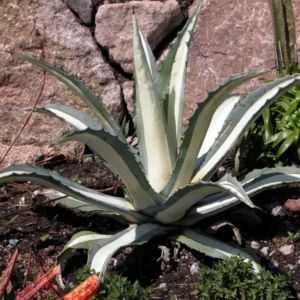White Stripe Century Plant - Agave Americana 'Mediopicta’ In 6 Inch Pot