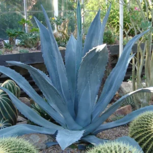 Agave Americana Blue Century Plant Pup Sale 8 Inch Pot, Up To 10 Inches Tall