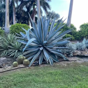 Agave Americana Blue Century Plant Pup Sale 8 Inch Pot, Up To 10 Inches Tall