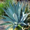 Agave Americana Blue Century Plant Pup Sale 8 Inch Pot, Up To 10 Inches Tall