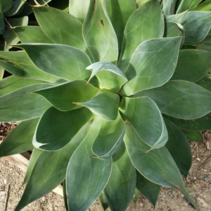 Agave Attenuata Foxtail 50 Agave Plant Pups Bulbis, 3-4 Inches Babies Agave