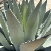 Agave Parryi Var Couesii Rooted Live Plant Rare 6 Inch Pot, 6-7 Inches