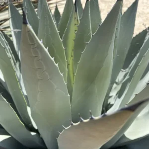 Agave Parryi Var Couesii Rooted Live Plant Rare 6 Inch Pot, 6-7 Inches