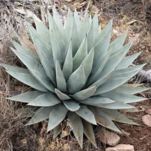 Agave Parryi Var Couesii Rooted Live Plant Rare 6 Inch Pot, 6-7 Inches