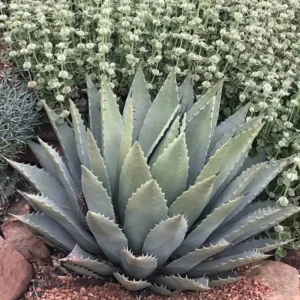 Agave Parryi Var Couesii Rooted Live Plant Rare 6 Inch Pot, 6-7 Inches