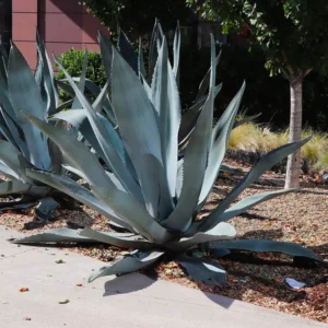 Agave Americana Blue Century Plant Pup, 6 Inch Pot, 5-7Inches Tall