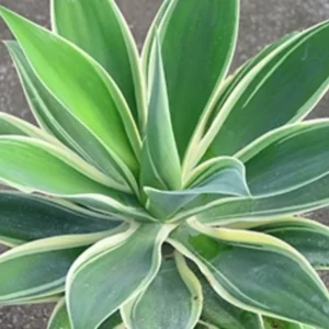 Agave Attenuata Foxtail 6 Agave Plant Pups Bulbis, 3 To 4 Inches Babies