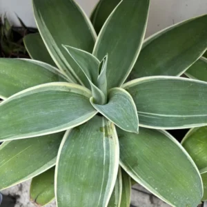 Agave Attenuata Foxtail 6 Agave Plant Pups Bulbis, 3 To 4 Inches Babies