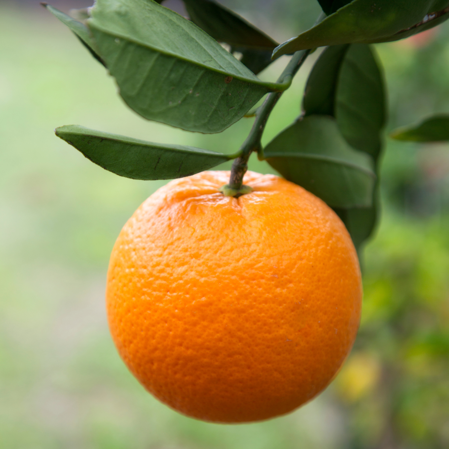 Orange Plant, Navel Orange Tree For Planting, Live Navel Orange Tree, Navel Orange Fruit Tree Grafted 2 To 3 Feet Tall Including Pot, No Ship To CA, HI, PR, GU, AK