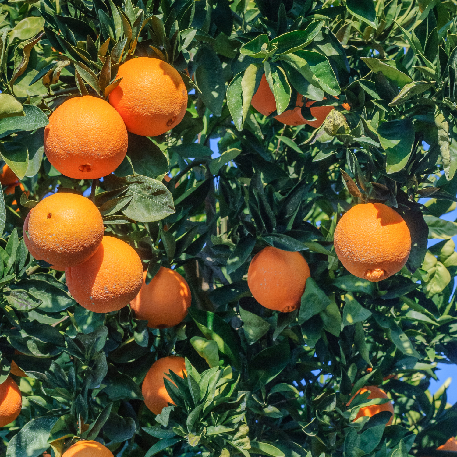 Orange Plant, Navel Orange Tree For Planting, Live Navel Orange Tree, Navel Orange Fruit Tree Grafted 2 To 3 Feet Tall Including Pot, No Ship To CA, HI, PR, GU, AK - Image 2