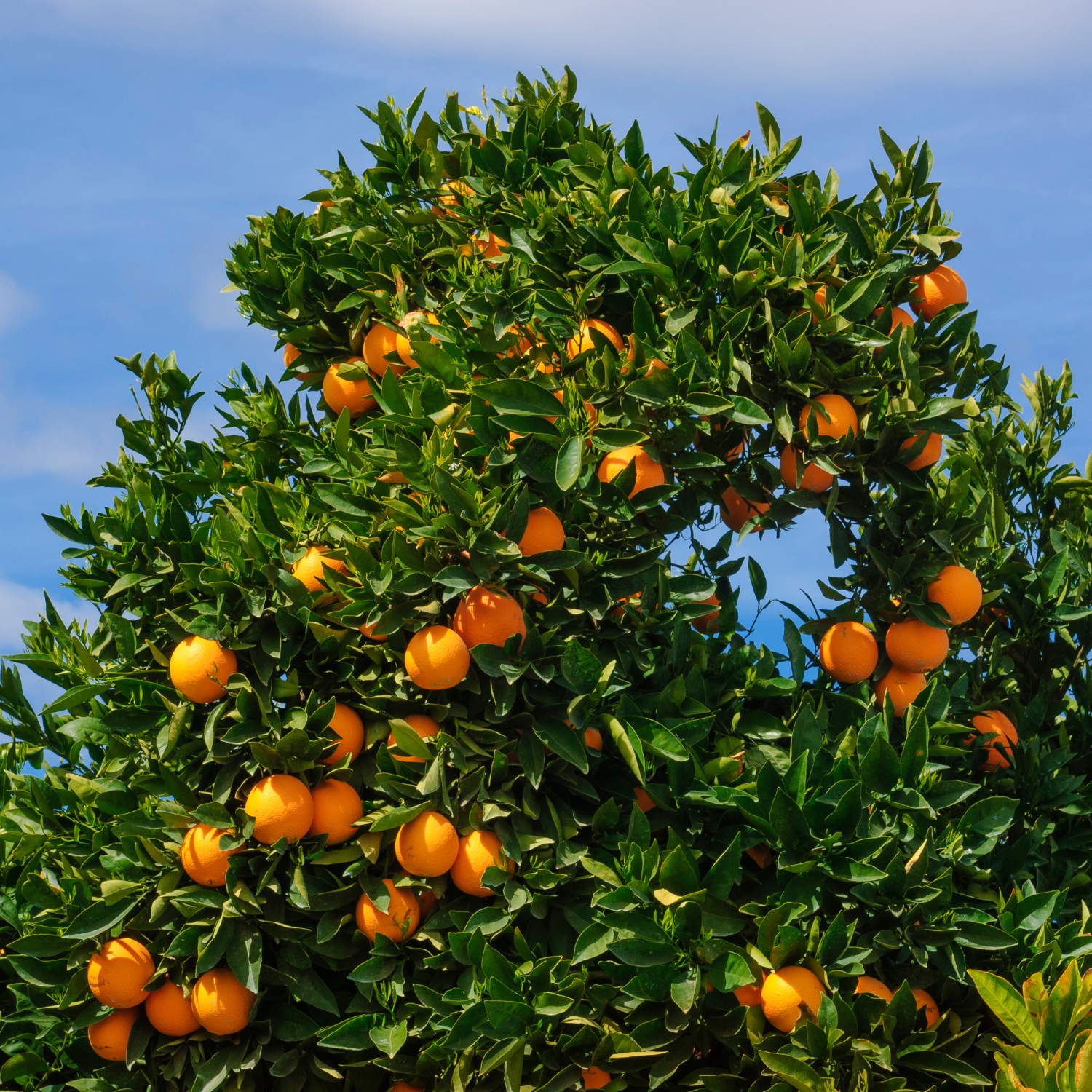 Orange Plant, Navel Orange Tree For Planting, Live Navel Orange Tree, Navel Orange Fruit Tree Grafted 2 To 3 Feet Tall Including Pot, No Ship To CA, HI, PR, GU, AK - Image 3