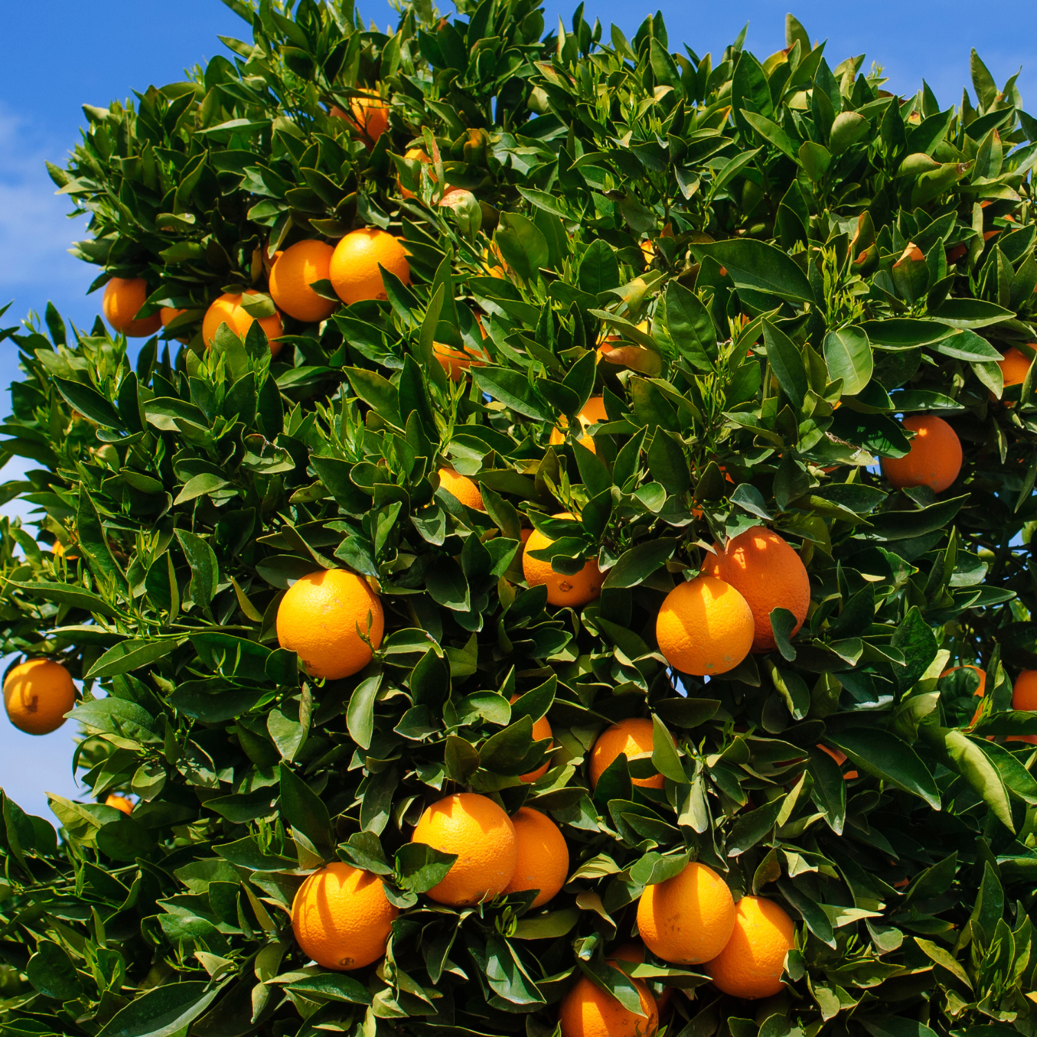 Orange Plant, Navel Orange Tree For Planting, Live Navel Orange Tree, Navel Orange Fruit Tree Grafted 2 To 3 Feet Tall Including Pot, No Ship To CA, HI, PR, GU, AK - Image 4