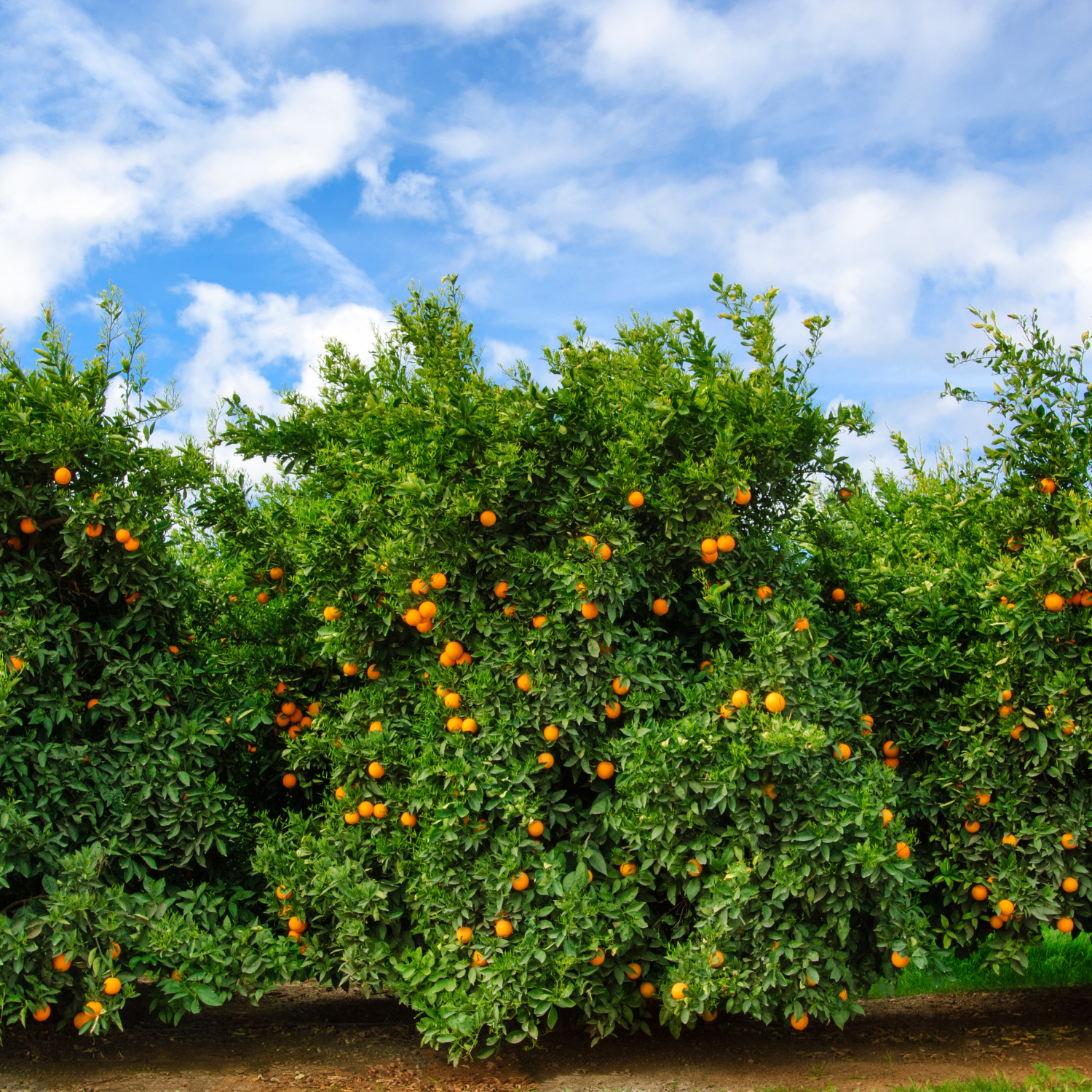 Orange Plant, Navel Orange Tree For Planting, Live Navel Orange Tree, Navel Orange Fruit Tree Grafted 2 To 3 Feet Tall Including Pot, No Ship To CA, HI, PR, GU, AK - Image 5