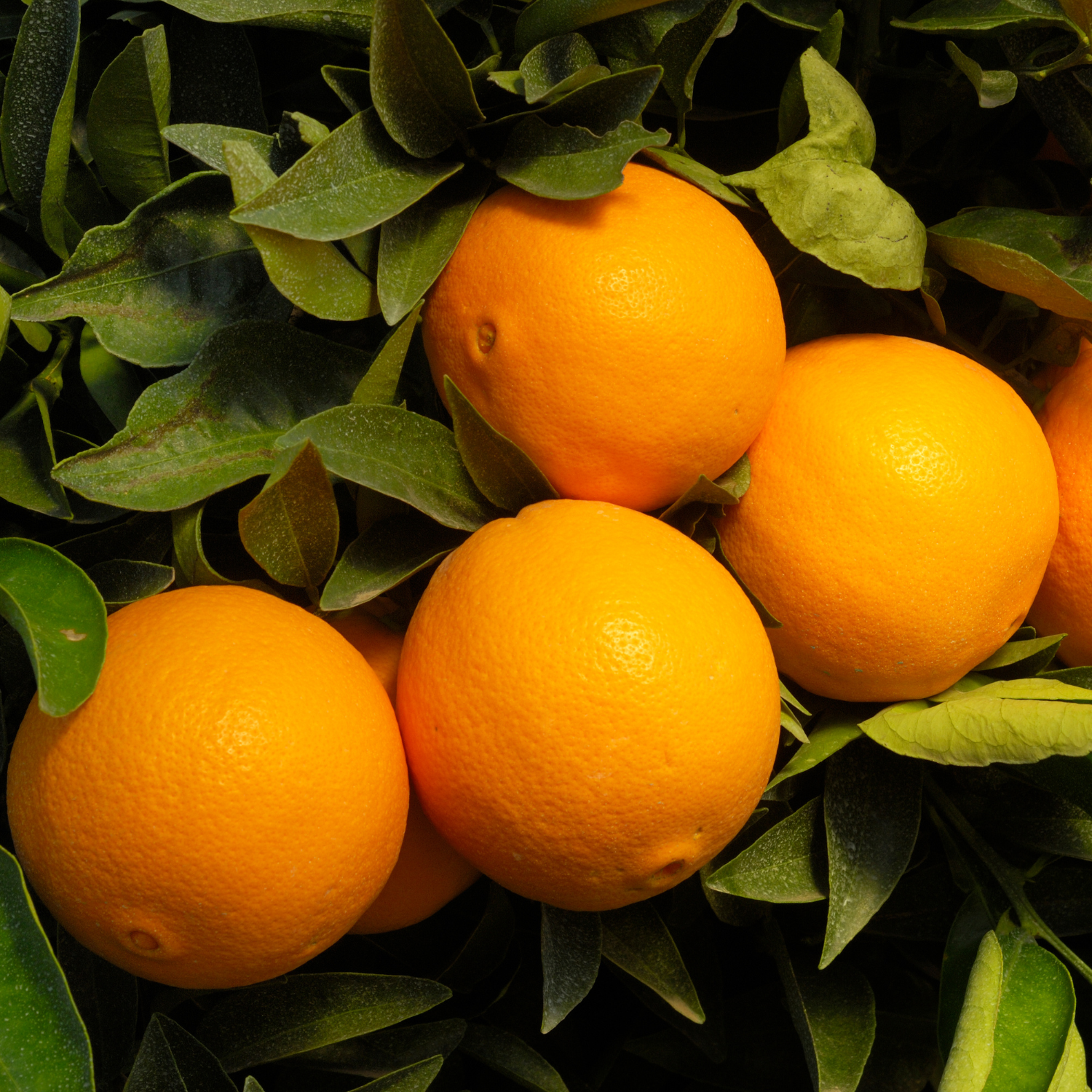 Navel Orange Tree, Orange Fruit Tree, Navel Orange Fruit Tree Live, Navel Orange Citrus Fruit Tree 2 To 3 Feet Tall Potted