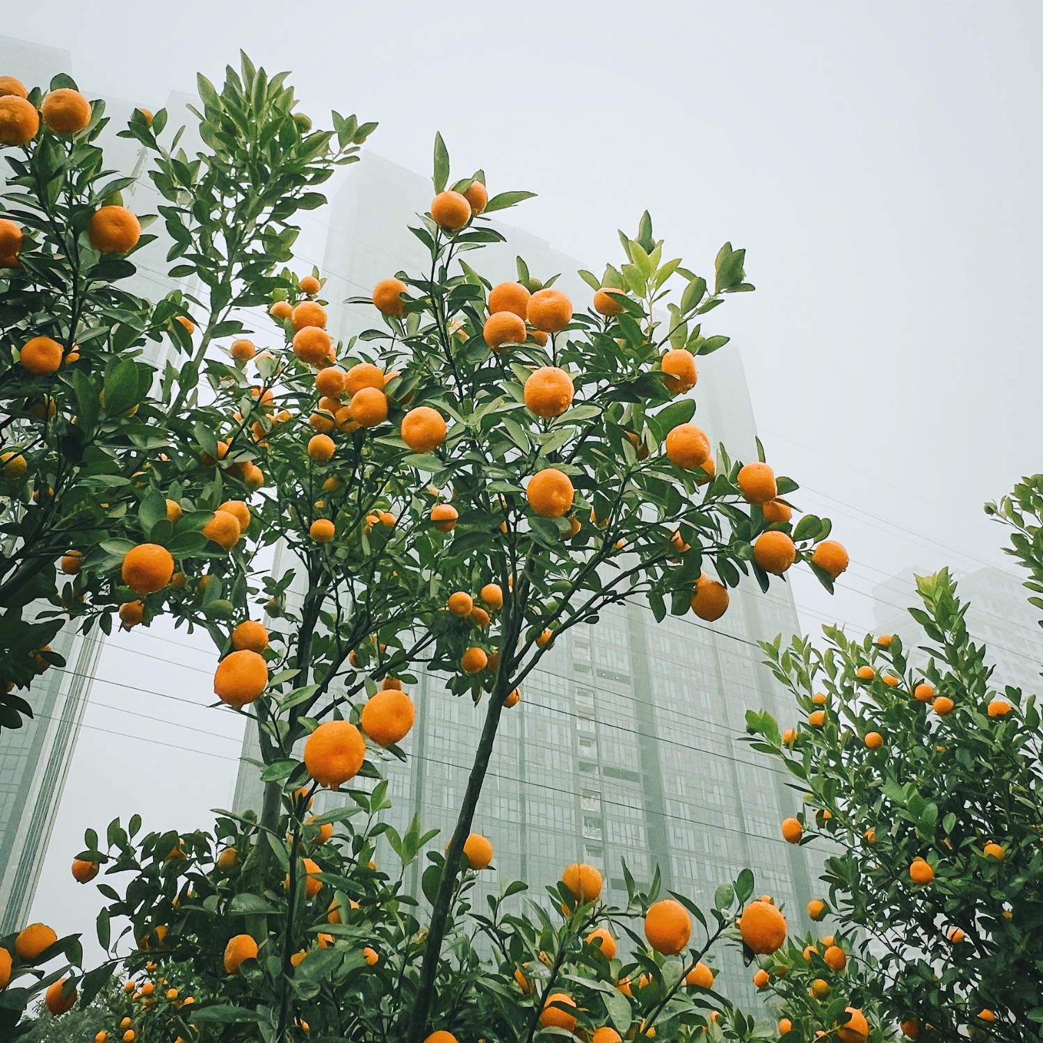 Navel Orange Tree, Orange Fruit Tree, Navel Orange Fruit Tree Live, Navel Orange Citrus Fruit Tree 2 To 3 Feet Tall Potted - Image 2