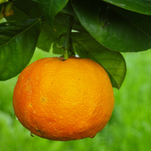 Ponkan Mandarin Tree Live Plant, Ponkan Mandarin Tree 2 To 3 Feet Tall - No Ship To CA, HI, PR, GU, AK - Ponkan Mandarin Orange Plant, Large Mandarin Orange Tree Live In Pot For Planting