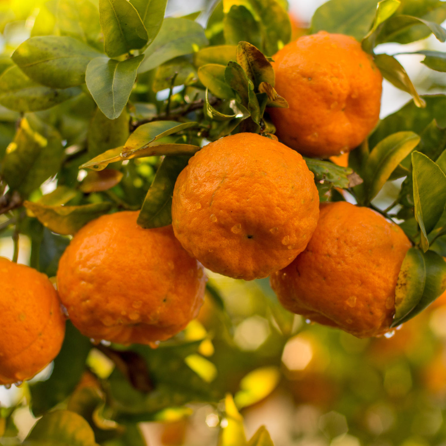 Ponkan Mandarin Orange Tree 3 Feet Tall Including Pot Height, Ponkan Mandarin Plant Live, Mandarin Tangerine Orange Fruit Tree, Mandarine Orange Tree