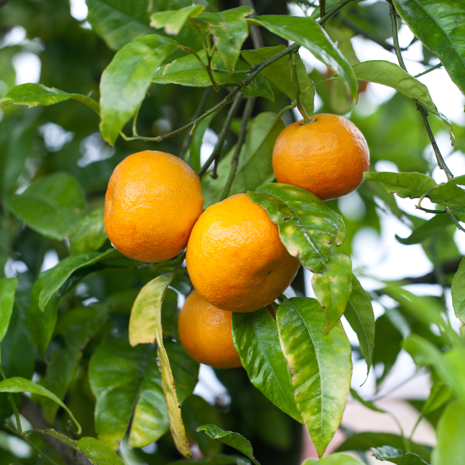 Ponkan Mandarin Orange Tree 3 Feet Tall Including Pot Height, Ponkan Mandarin Plant Live, Mandarin Tangerine Orange Fruit Tree, Mandarine Orange Tree - Image 2