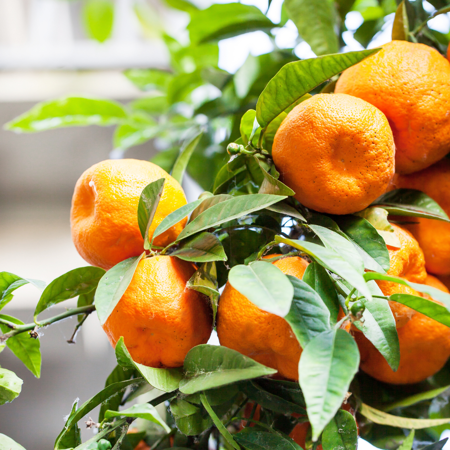 Ponkan Mandarin Orange Tree 3 Feet Tall Including Pot Height, Ponkan Mandarin Plant Live, Mandarin Tangerine Orange Fruit Tree, Mandarine Orange Tree - Image 3