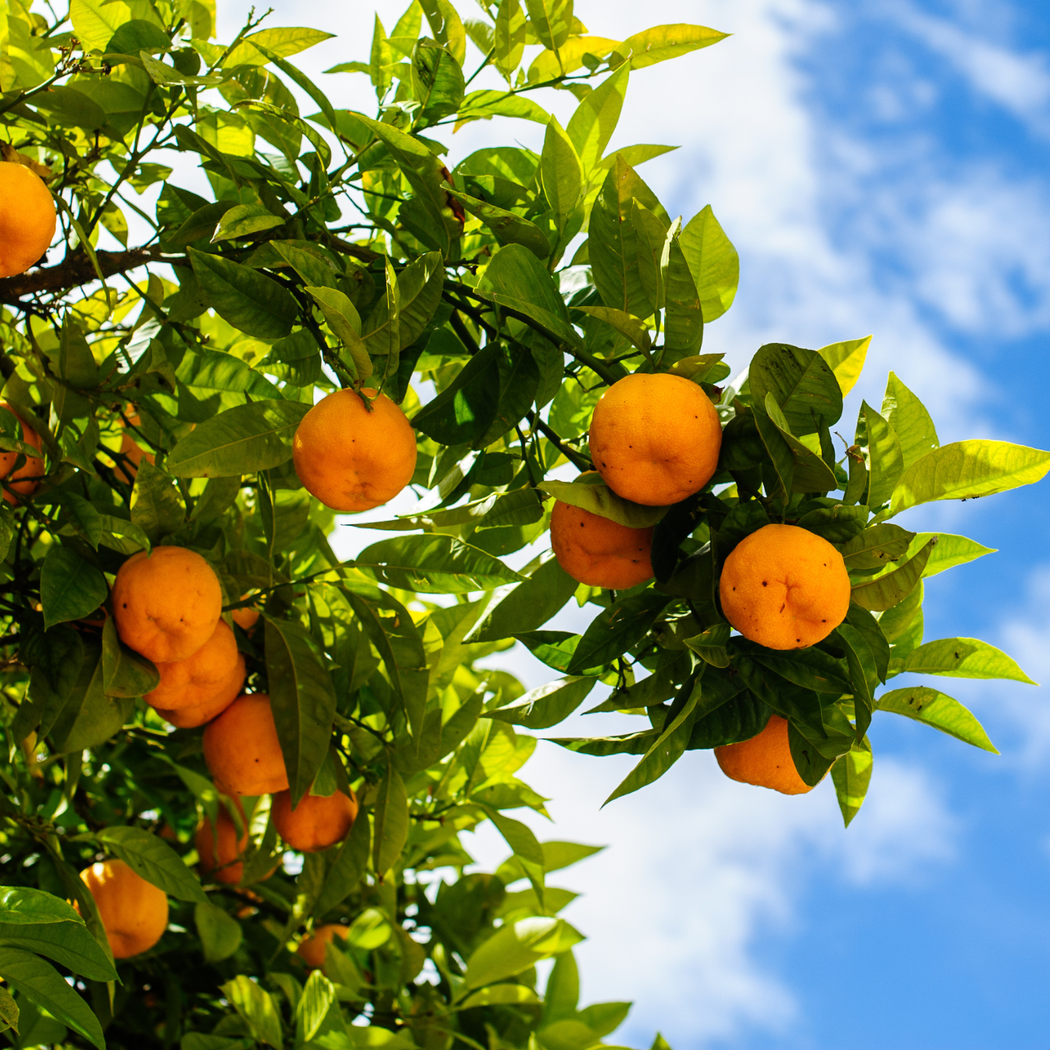 Ponkan Mandarin Orange Tree 3 Feet Tall Including Pot Height, Ponkan Mandarin Plant Live, Mandarin Tangerine Orange Fruit Tree, Mandarine Orange Tree - Image 4
