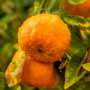 Ponkan Mandarin Tree -Mandarin Orange Live Tree 3 Feet Tall Including Pot Tall - No Ship To CA, HI, PR, GU, AK