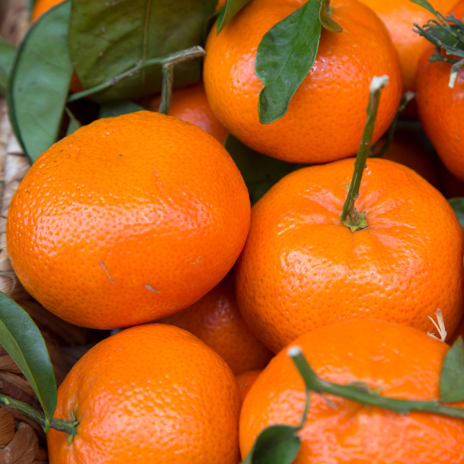 Satsuma Mandarin Tree Live Plant, Seedless Mandarin Tree Live, Mandarin Orange Tree, Mandarins Fruit Tree 3 Feet Tall from the Pot Base