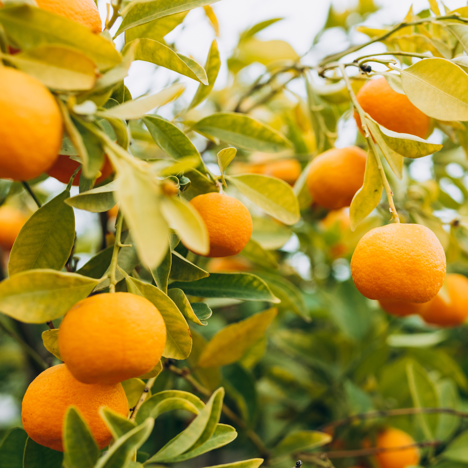Satsuma Mandarin Tree Live Plant, Seedless Mandarin Tree Live, Mandarin Orange Tree, Mandarins Fruit Tree 3 Feet Tall from the Pot Base - Image 2