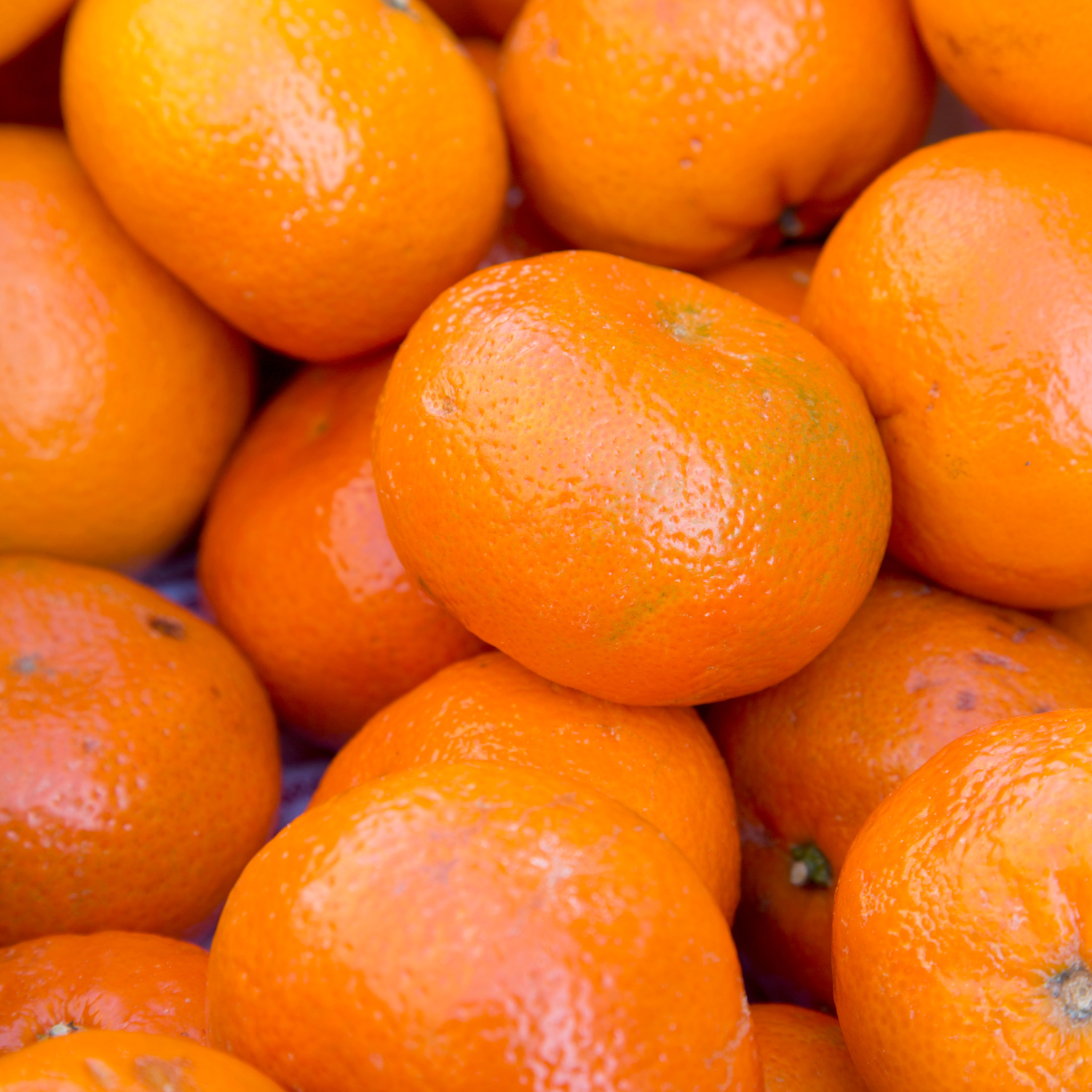 Satsuma Mandarin Tree Live Plant, Seedless Mandarin Tree Live, Mandarin Orange Tree, Mandarins Fruit Tree 3 Feet Tall from the Pot Base - Image 3