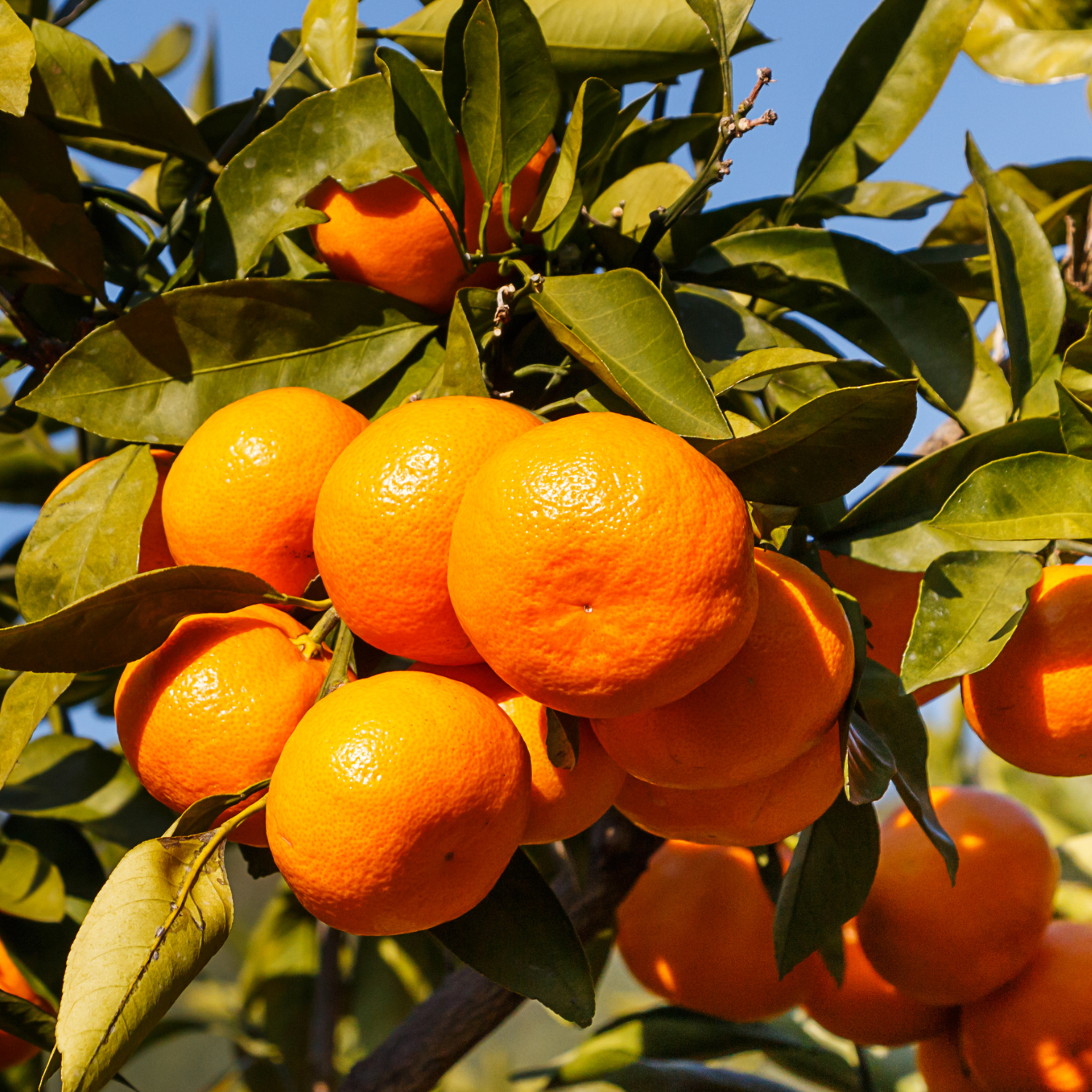 Satsuma Mandarin Tree Live Plant, Seedless Mandarin Tree Live, Mandarin Orange Tree, Mandarins Fruit Tree 3 Feet Tall from the Pot Base - Image 4
