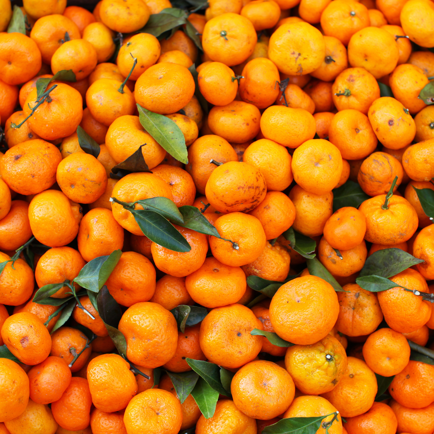 Satsuma Mandarin Tree Live Plant, Seedless Mandarin Tree Live, Mandarin Orange Tree, Mandarins Fruit Tree 3 Feet Tall from the Pot Base - Image 5