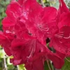 Red Rhododendron Plant Live, Azalea Plants, Rhododendron Azalea Bushes Ready To Plant, Full Sun Outdoor Plants