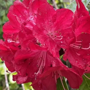 Red Rhododendron Plant Live, Azalea Plants, Rhododendron Azalea Bushes Ready To Plant, Full Sun Outdoor Plants