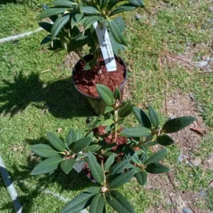Red Rhododendron Plant Live, Azalea Plants, Rhododendron Azalea Bushes Ready To Plant, Full Sun Outdoor Plants