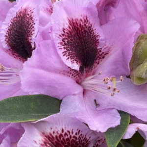 Purple Rhododendron Plant Live, Azalea Plants, Rhododendron Azalea Bushes Ready To Plant, Full Sun Outdoor Plants