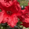 Light Red Rhododendron Plant Live, Azalea Plants, Rhododendron Azalea Bushes Ready To Plant, Full Sun Outdoor Plants