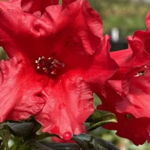 Light Red Rhododendron Plant Live, Azalea Plants, Rhododendron Azalea Bushes Ready To Plant, Full Sun Outdoor Plants