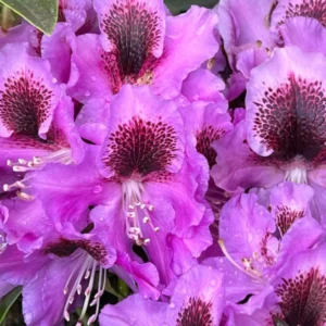 Purple Rhododendron Plant Live, Azalea Plants, Rhododendron Azalea Bushes Ready To Plant, Full Sun Outdoor Plants