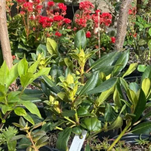 Light Red Rhododendron Plant Live, Azalea Plants, Rhododendron Azalea Bushes Ready To Plant, Full Sun Outdoor Plants