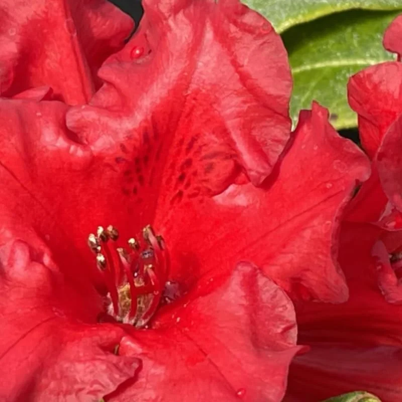 Light Red Rhododendron Plant Live, Azalea Plants, Rhododendron Azalea Bushes Ready To Plant, Full Sun Outdoor Plants