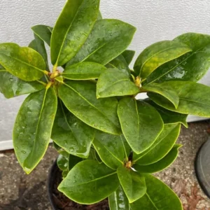 Light Red Rhododendron Plant Live, Azalea Plants, Rhododendron Azalea Bushes Ready To Plant, Full Sun Outdoor Plants