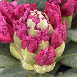 Pink Rhododendron Plant Live, Azalea Plants, Rhododendron Azalea Bushes Ready To Plant, Full Sun Outdoor Plants