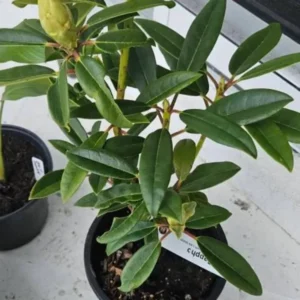 Red Rhododendron Plant Live, Azalea Plants, Rhododendron Azalea Bushes Ready To Plant, Full Sun Outdoor Plants