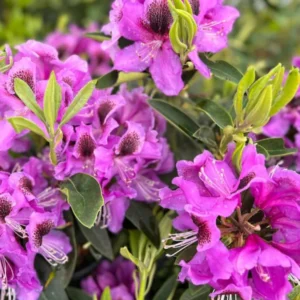 Purple Rhododendron Plant Live, Azalea Plants, Rhododendron Azalea Bushes Ready To Plant, Full Sun Outdoor Plants