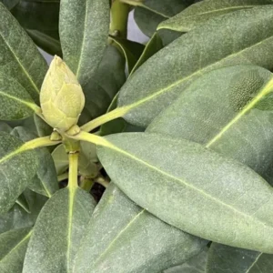 Pink Rhododendron Plant Live, Azalea Plants, Rhododendron Azalea Bushes Ready To Plant, Full Sun Outdoor Plants