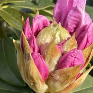 Pink Reddish Rhododendron Plant Live, Azalea Plants, Rhododendron Azalea Bushes Ready To Plant, Full Sun Outdoor Plants