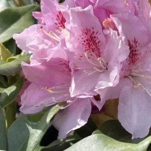 Pink Reddish Rhododendron Plant Live, Azalea Plants, Rhododendron Azalea Bushes Ready To Plant, Full Sun Outdoor Plants