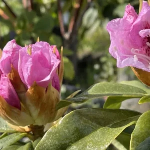 Pink Reddish Rhododendron Plant Live, Azalea Plants, Rhododendron Azalea Bushes Ready To Plant, Full Sun Outdoor Plants
